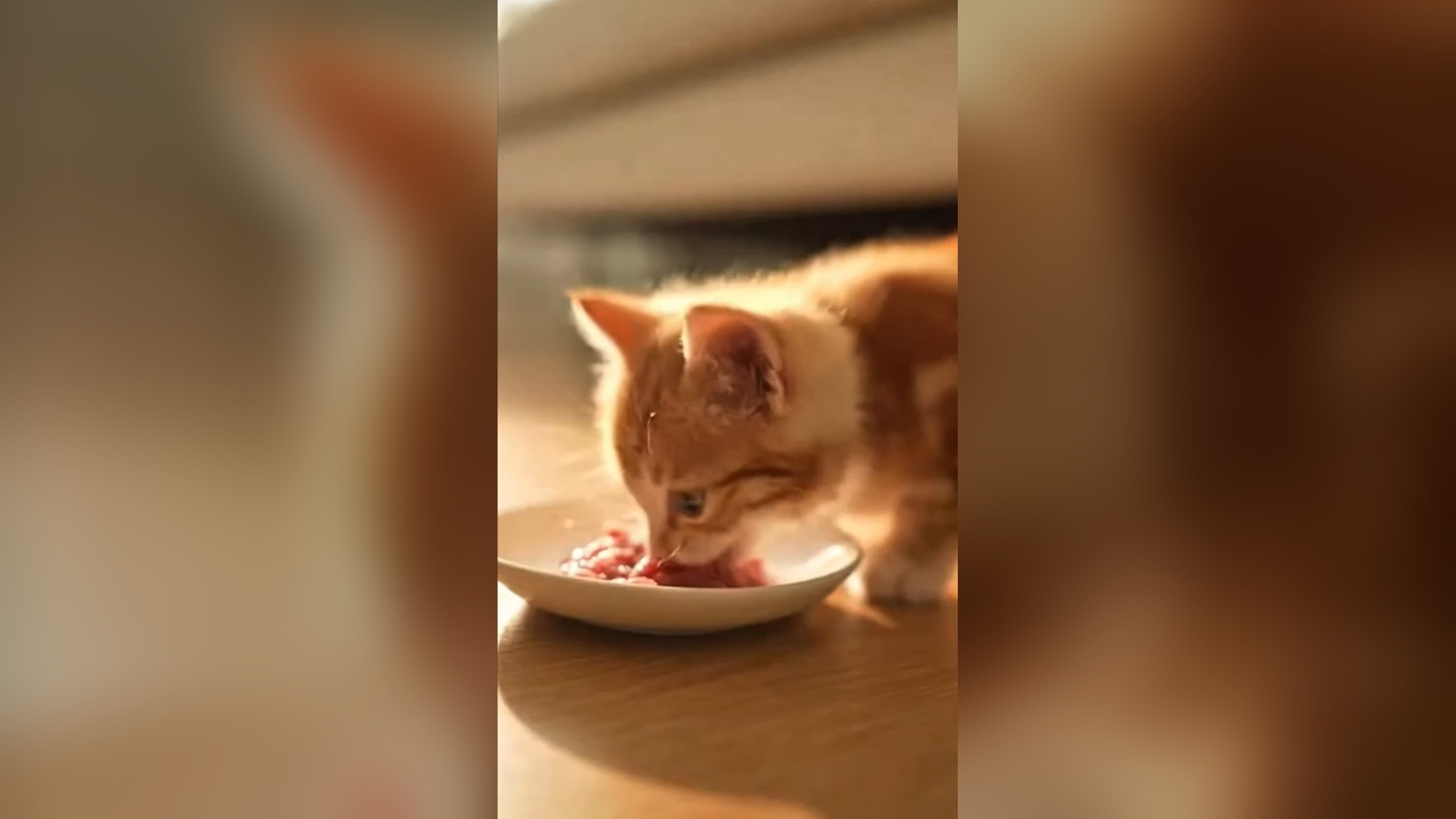 D2705050_She was crying in pipe until one hand reached down #KittenRescue #AnimalRescue #SaveTheKitten #EmotionalRescue #CatLove