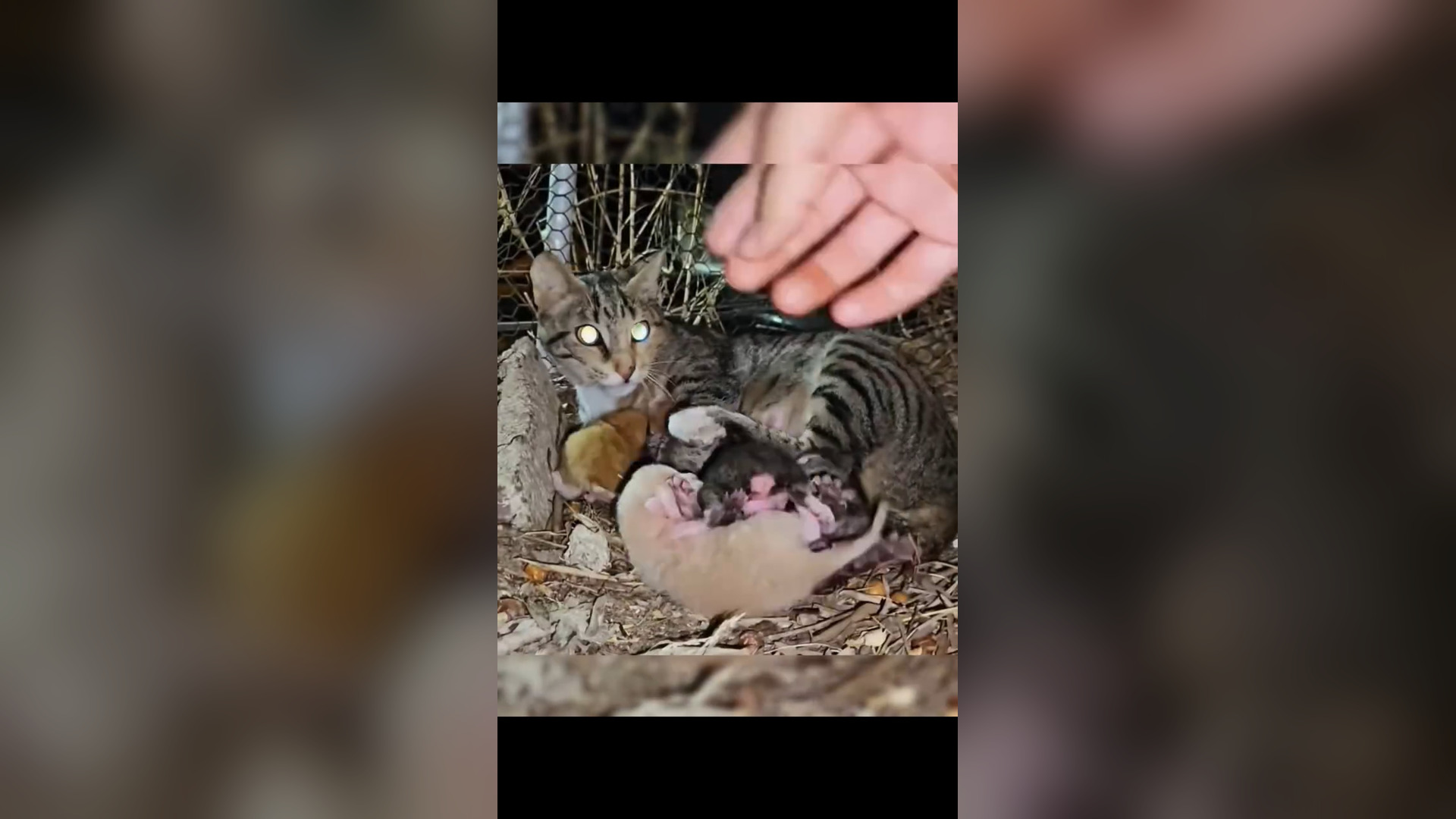 D0106006_Thank rescue baby cat on way. #Amen #GodBless #savelife 1M On Me_part 2
