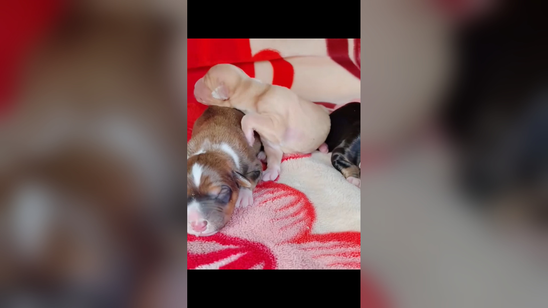 D0106010_reactions Thank rescue baby dog on way so lovely. #rescue #doglover #Amen #GodBless 1M On Me_part 2