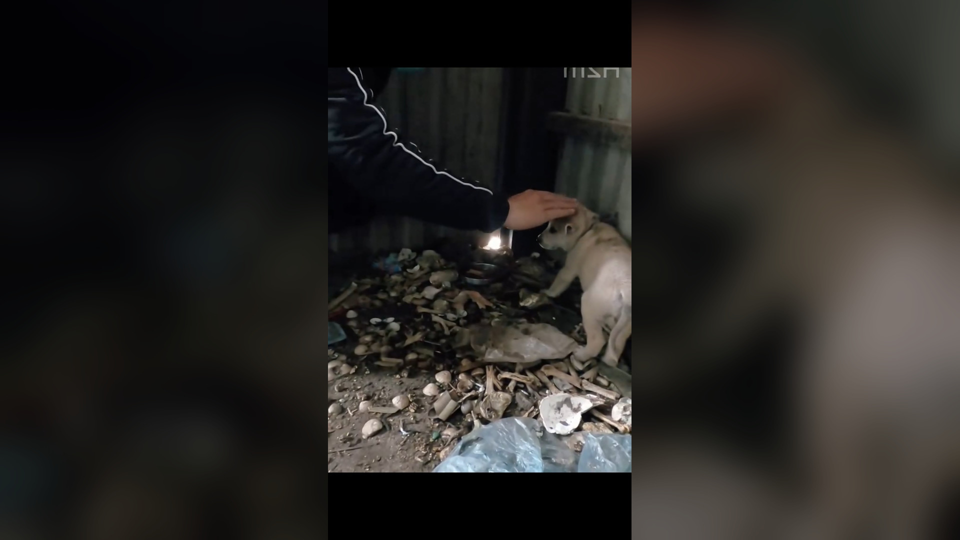 D0106015_Thank rescue poor dog #doglover #loveit 1M On Me_part 2