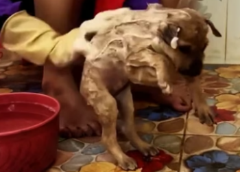 D1005001_Rescue puppy_ Part 2