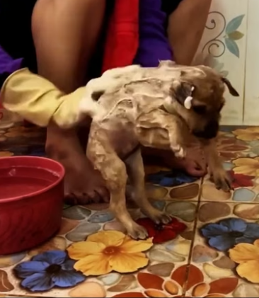 D1005001_Rescue puppy_ Part 2