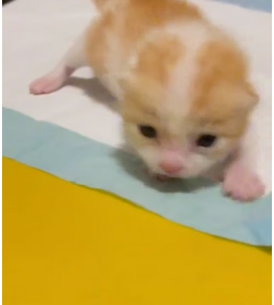 D1505007_poor cat was found on rainstorm street, kind college student took her away_Part 2