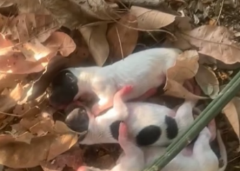 D1805008_Mother Dog Gives Birth to Puppies in Heartbreaking Conditions_part 2
