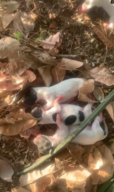D1805008_Mother Dog Gives Birth to Puppies in Heartbreaking Conditions_part 2