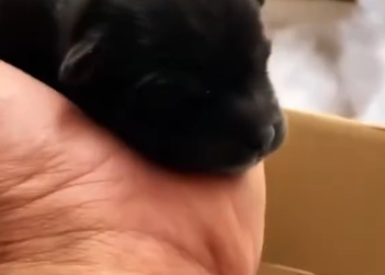 D1805009_Adopting an orphaned newborn dog happiness followed_part 2