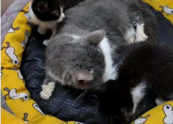D1905001_Girl rescued family of cats_ Part 2