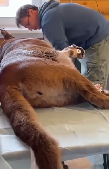 D1905002_Found mountain lion trapped in hunter trap ending_Part 2