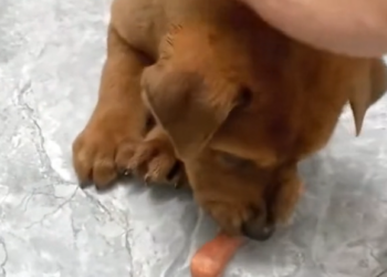D1705005_Rescue Baby Dog _part 2