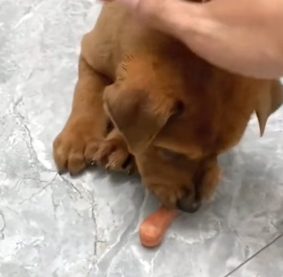 D1705005_Rescue Baby Dog _part 2