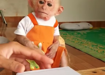 D1905009_It great to see monkey healthy again to continue living_Part 2