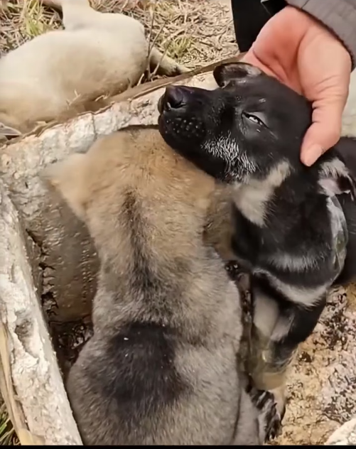 D2204001_ Rescuing 3 Dogs_part 2