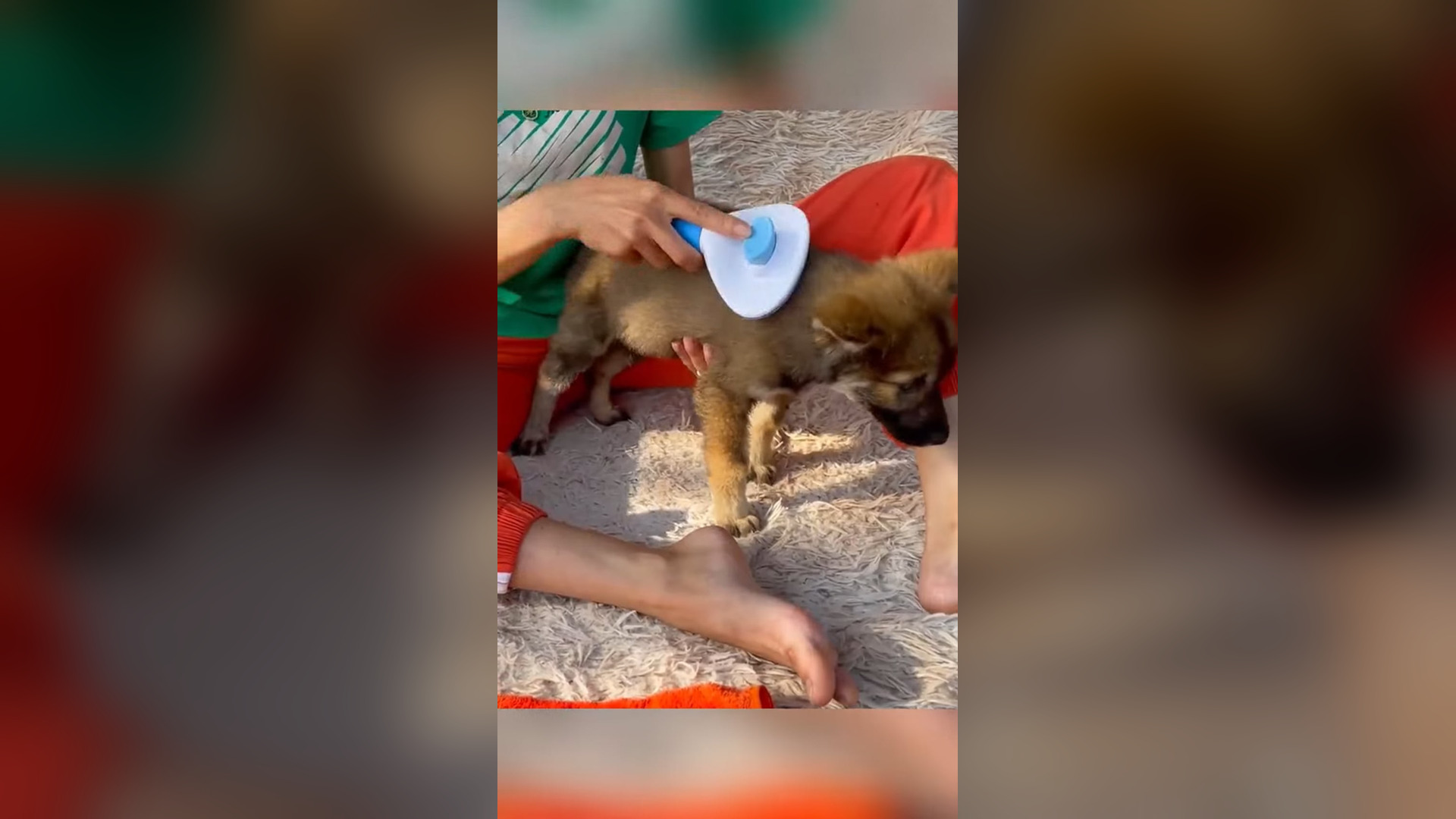 D0706006_Rescue puppy on road #rescue #rescueanimals #animalsoftiktok #animal #puppy #puppytiktok_part 2