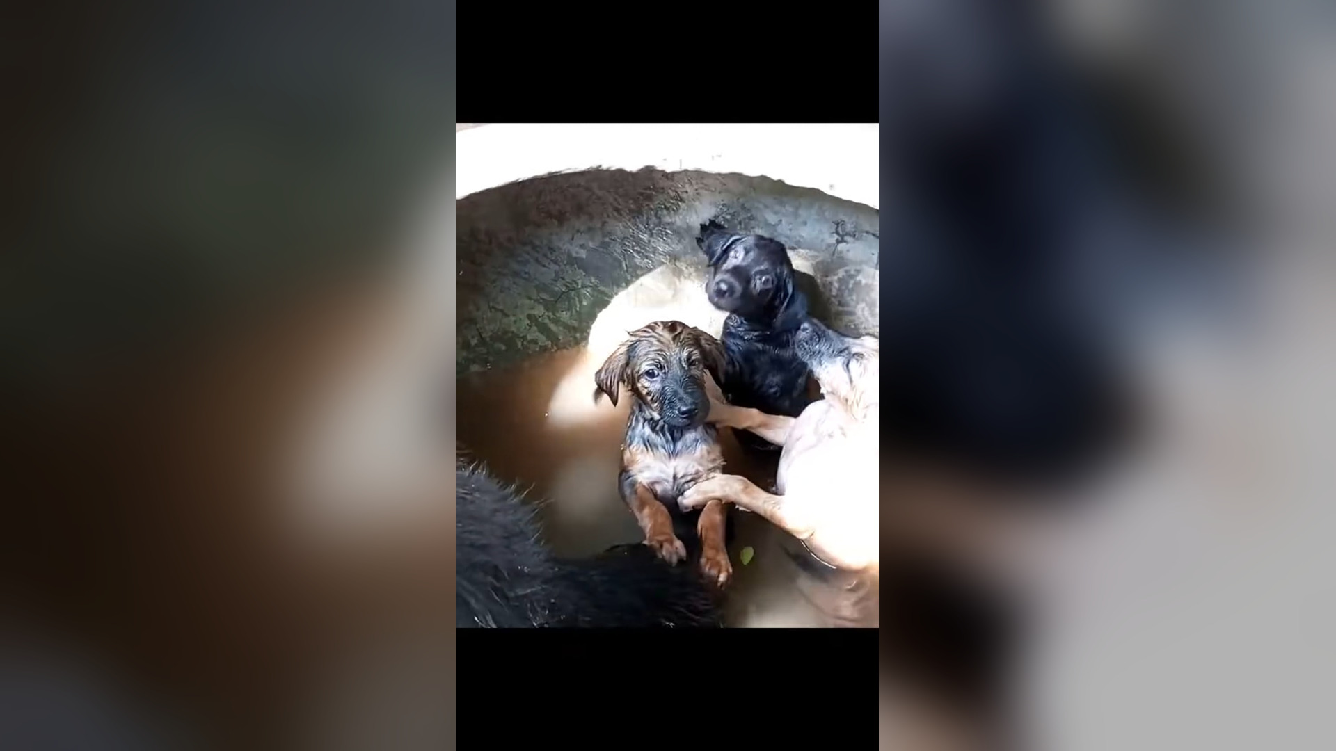 D0706008_Rescue family of dogs fell into bucket of water#animalsoftiktok #rescueanimals #fyp #dogsoftiktok #rescuedog #funnydog
