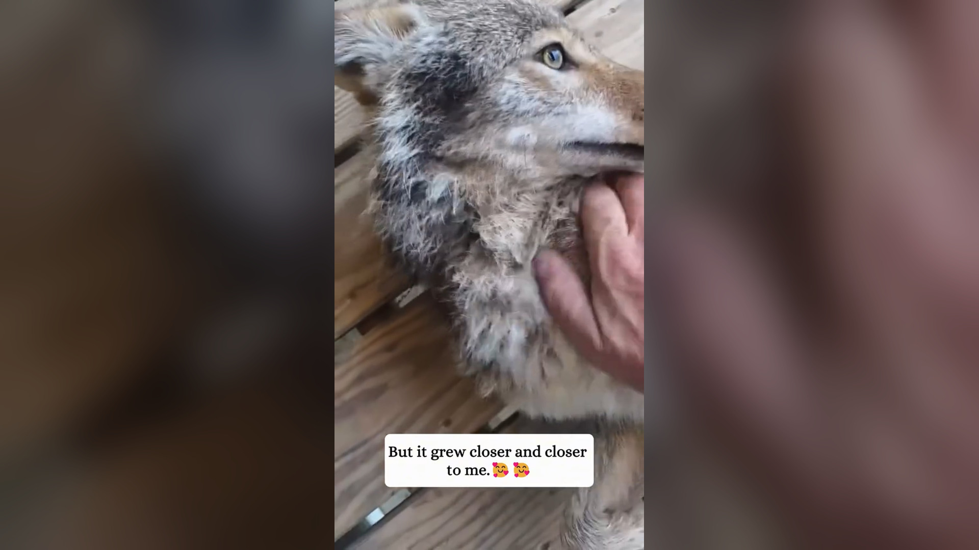 D0906003_Rescue poor coyote#animals #fyp #rescue #save #animalsrescue #coyote Pet Dreams_part 2