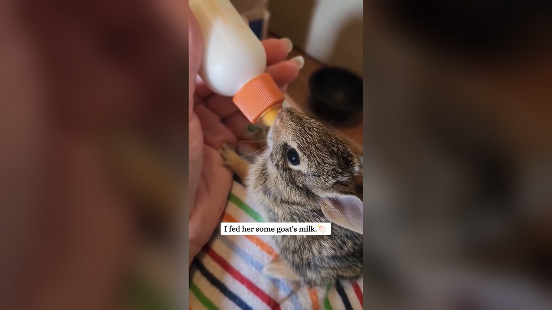 D0906007_Rescue poor bunny then #rescue #fyp #animals #save #animalsrescue #rabbit Pet Dreams_part 2