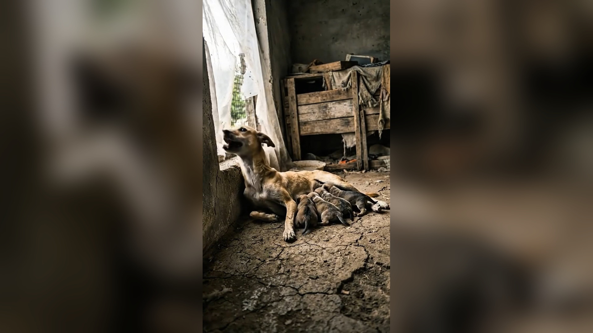 D0706047_Mother Dog Struggling to Feed Her Puppies in Harsh Conditions heartbreaking moment of stray mother dog doing everything