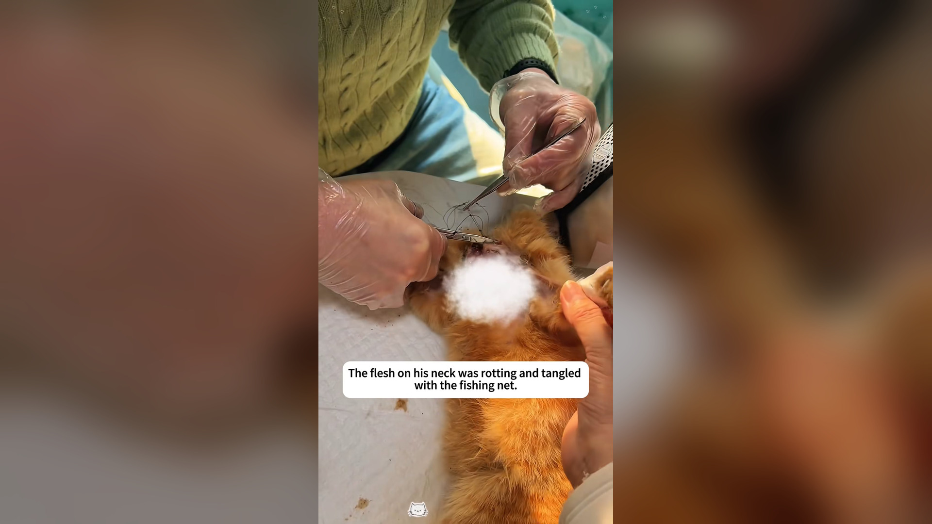 D0706004_Rescue cat whose neck is caught in fishing net!#rescue #animals #fy..._Part 000