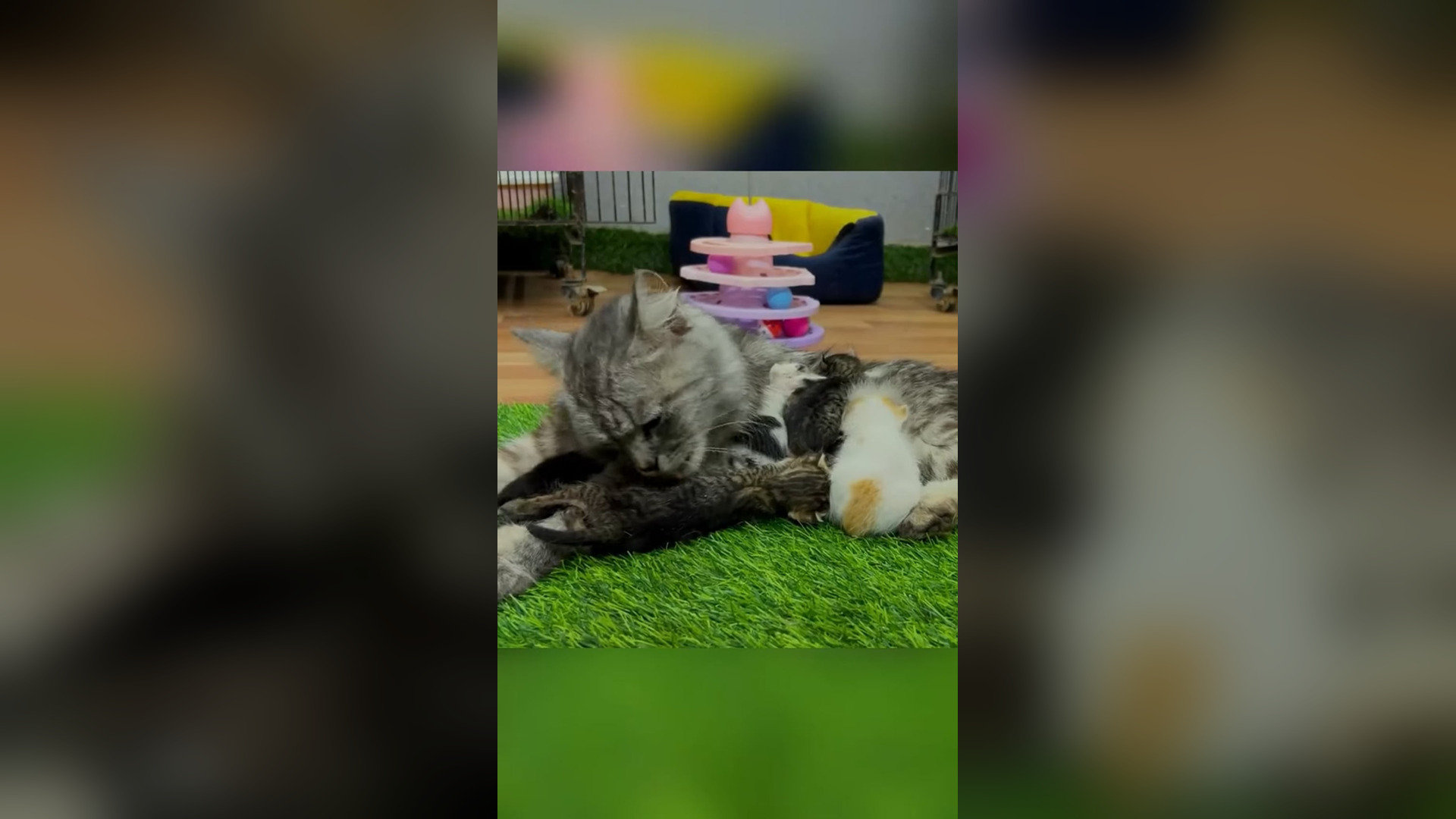 D0706016_Rescue family of cats #cat #catsoftiktok #rescueanimals #rescuecat #animals_part 2