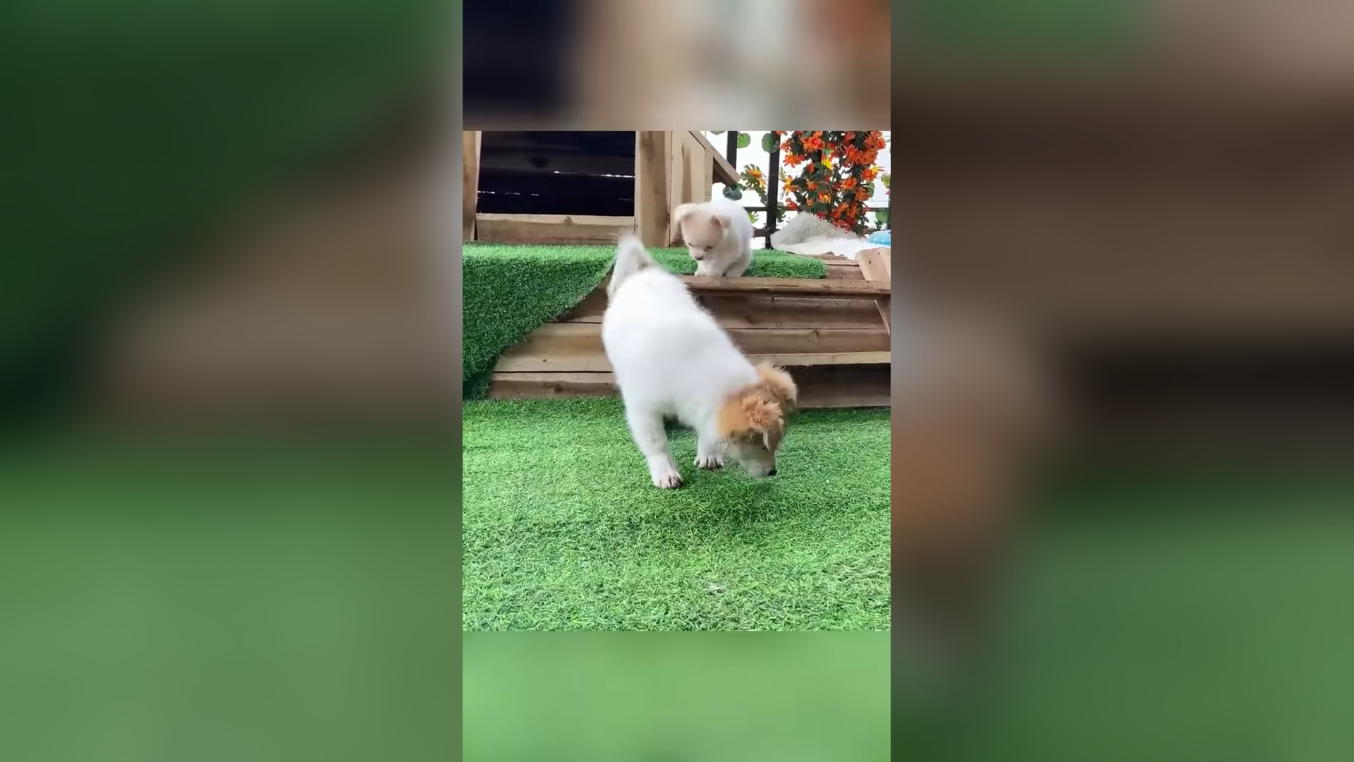 D0706019_Rescue puppy #rescueanimals #animals #rescue #puppy #rescuedog #dogsoftiktok #puppy_part 2