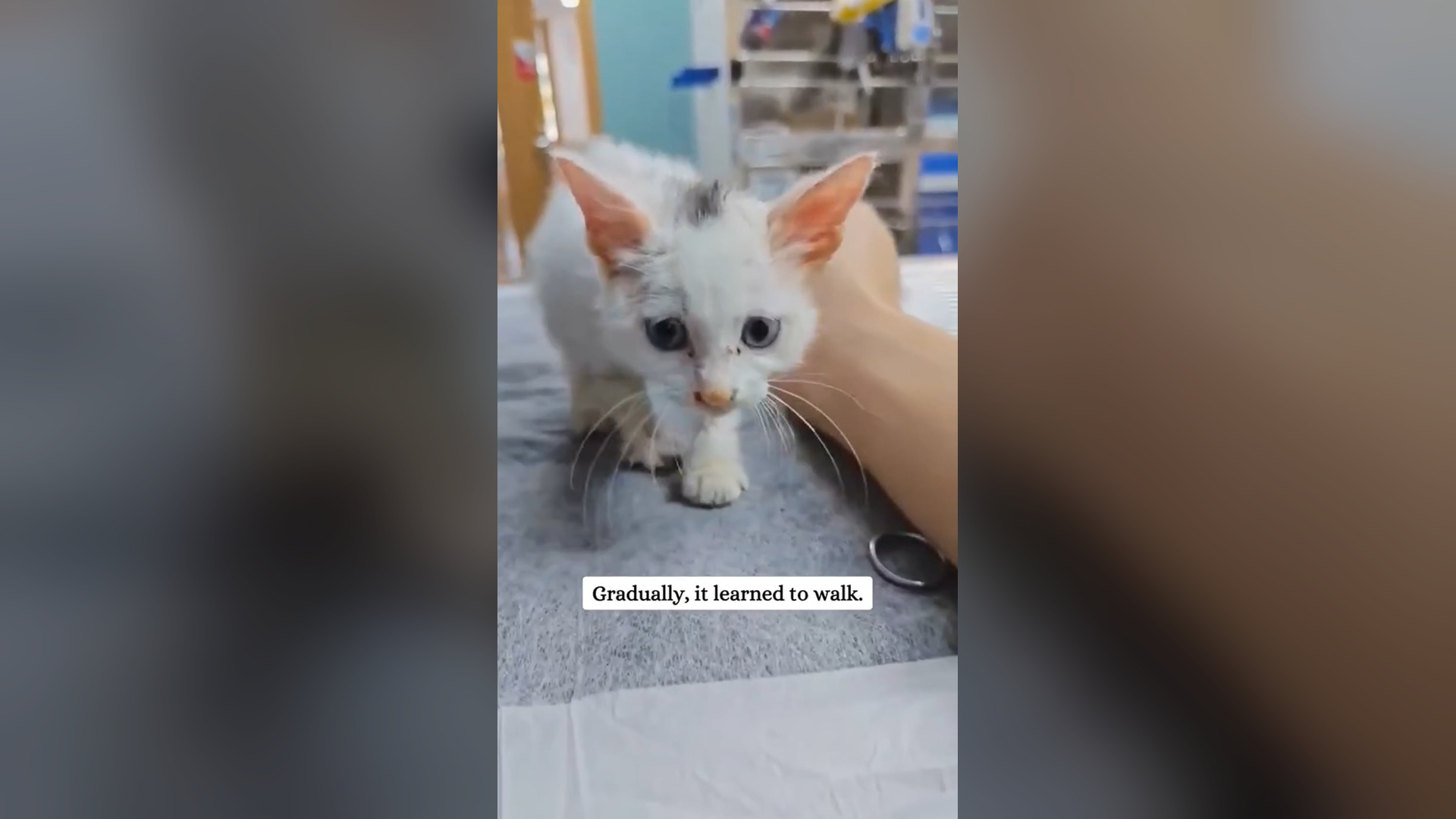 D0906002_saw sick kitten by roadside then #animals #fyp #rescue #kitten Pet Dreams_part 2