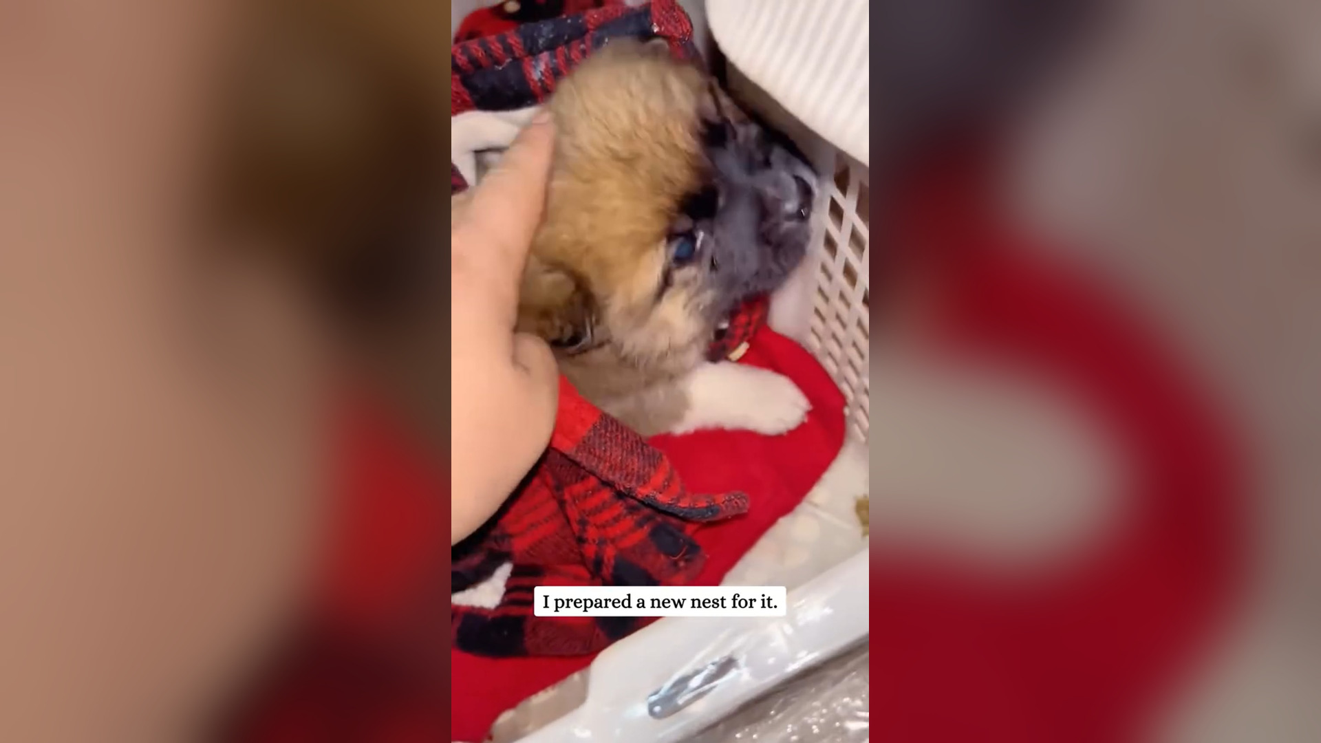 D0906008_saw puppy curled up in corner then #animals #fyp #rescue #puppy Pet Dreams_part 2